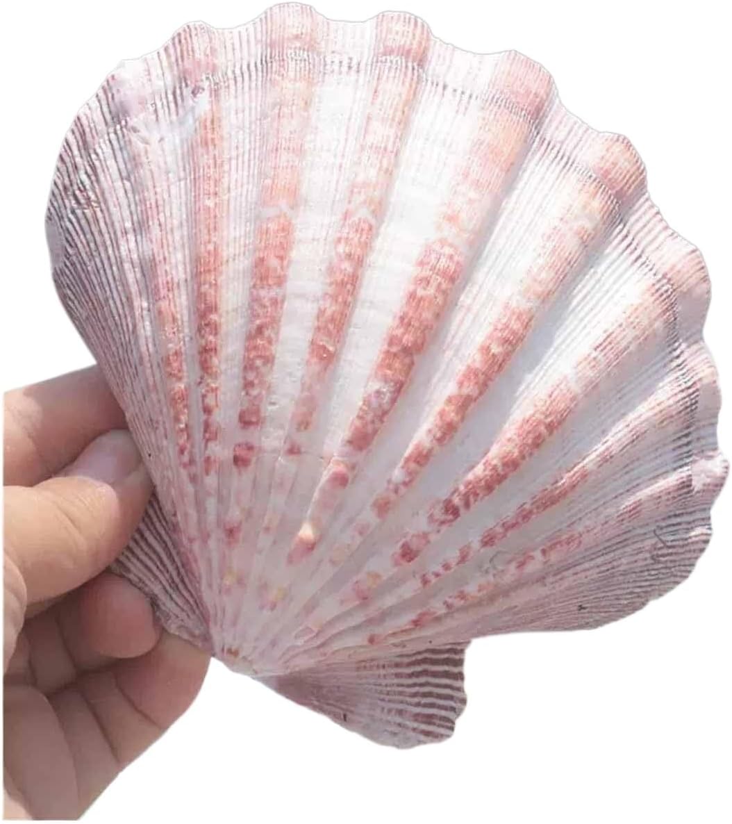 Beach Shells,Natural Shell, Natural Conch Sea, Shells Bivalve 5-7Cm for Wedding Decor Beach Theme Party, Home Decorations,DIY Crafts (The Shell Cannot Be Opened)(11~12cm)
