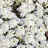 20000+ Weiße Kriech-Thymian – Mehrjähriger Bodendecker, bienenfreundlich & leicht zu züchten, ideal für Gärten & Steingärten