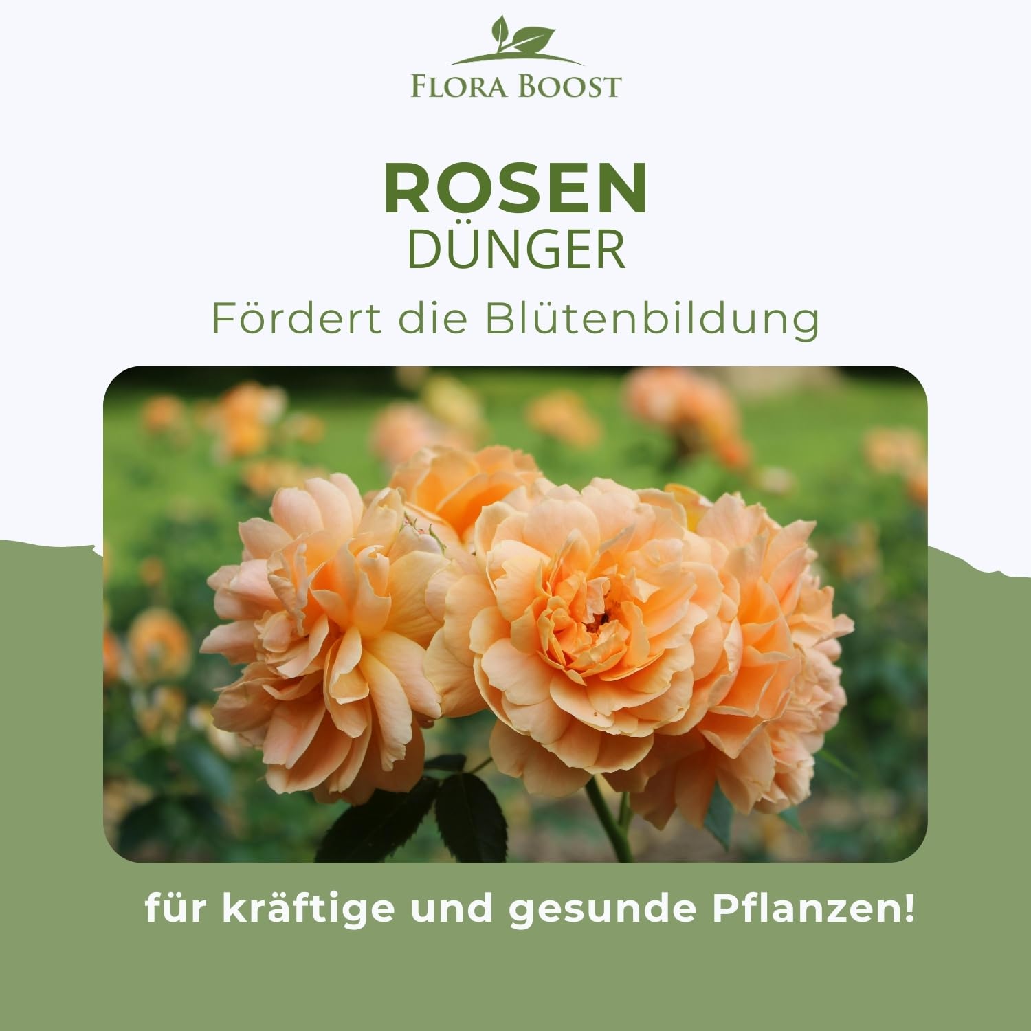Konfitee Rosen Dünger Flora Boost 5000ml I Für bis zu 1000L Gießwasser I Langzeitdünger für alle Arten von Rosen geeignet I Flüssiger Blatt- & Wurzeldünger I 100% natürlicher Pflanzendünger