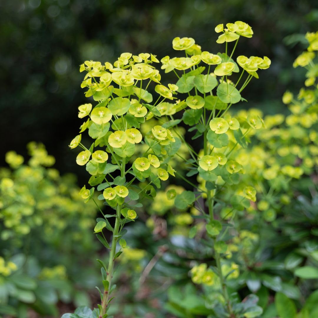 Euphorbia amygdaloides VAR. robbiae Wood Spurge Evergreen Shade Ground Cover, RHS AGM, Chartreuse Flowers Apr–Jun, Hardy Low-Maintenance Perennial- 9cm Pot x2 by Thompson and Morgan