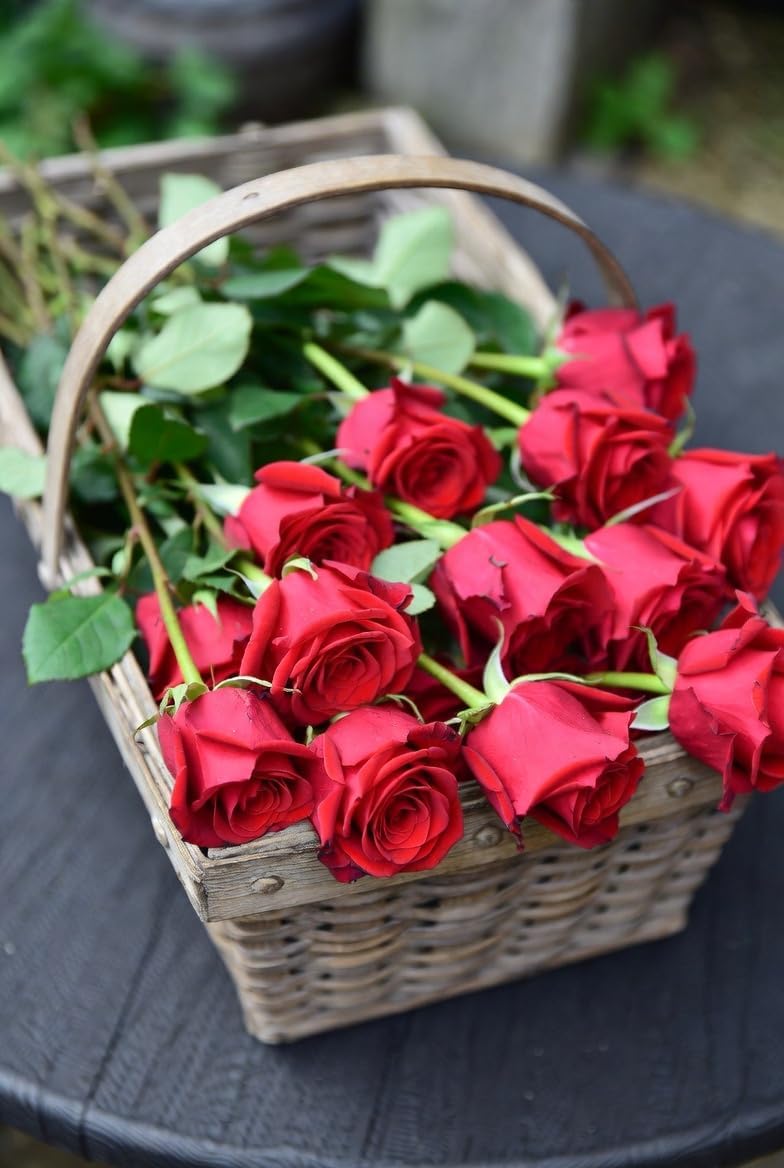 Loves Promise Rose 1.5 Gallon Potted Live Plant, Non-Stop Fragrant Red Blooms, Hybrid Tea, Stargazer Perennials