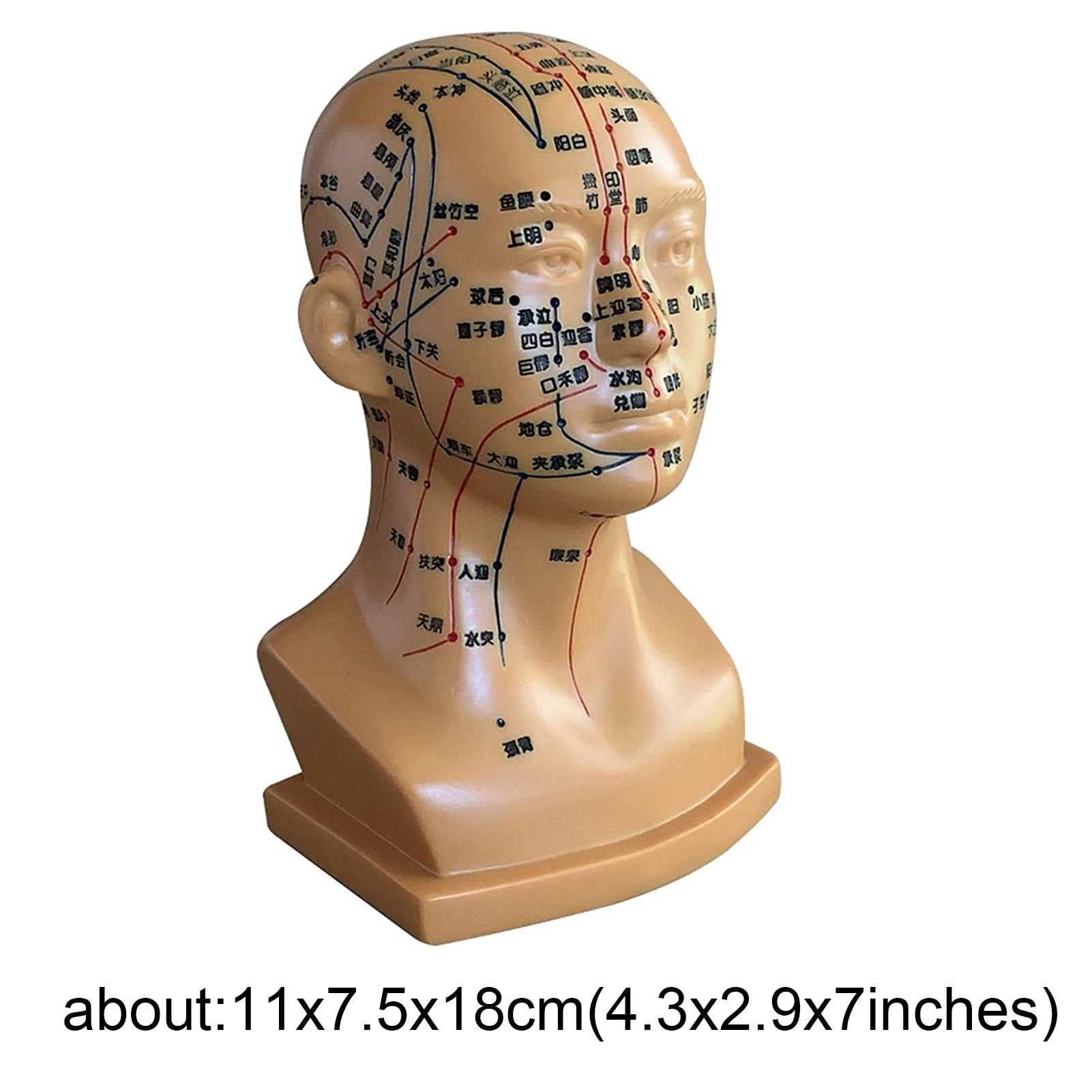 Amazon | 頭の鍼灸モデル-人間の頭のツボモデルPVC-伝統的な中国