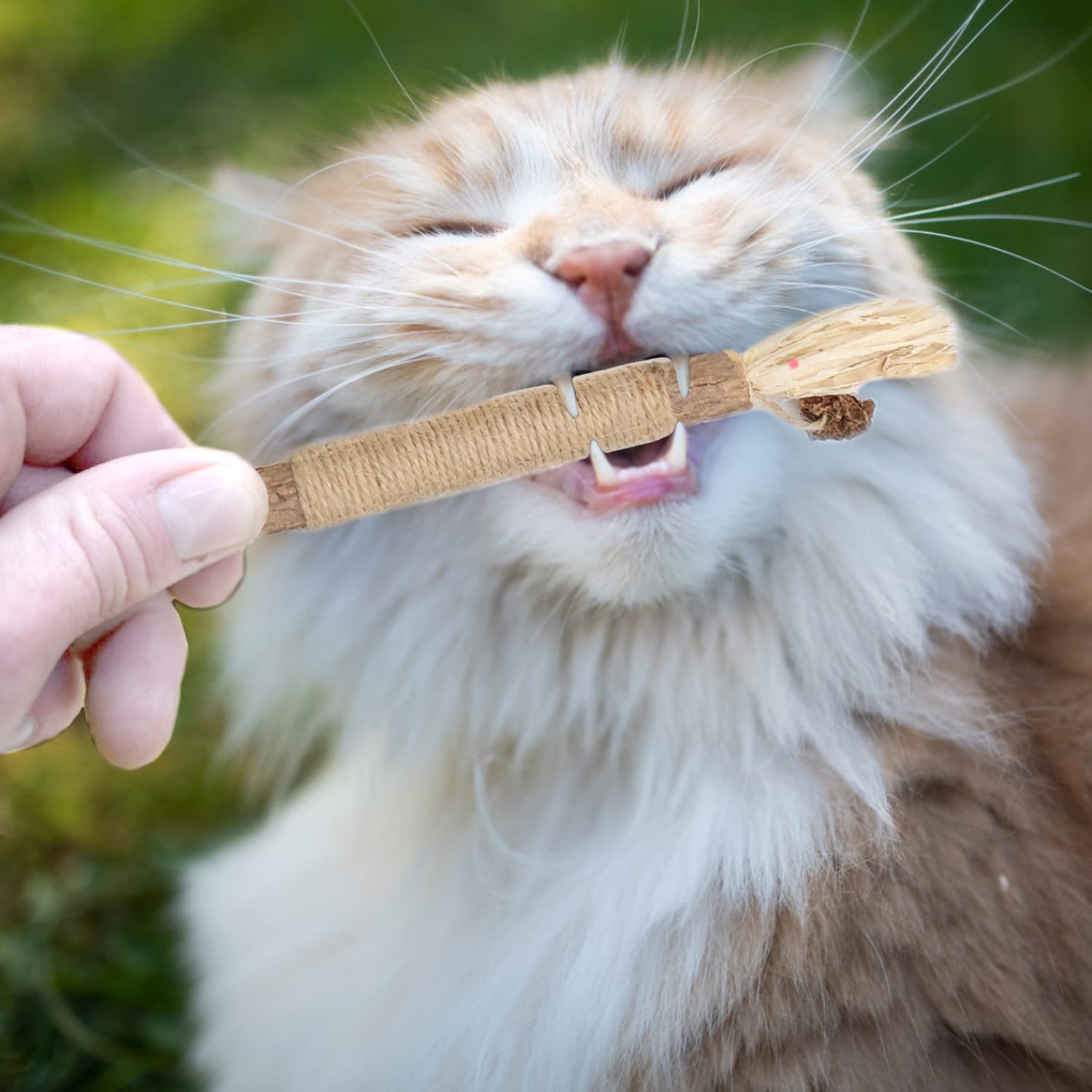 flowerstarry 6 Pcs Matatabi Silvervine Chew Sticks, Natural Cat Teeth Cleaning Catnip Toys for Indoor Cats Kitten Teething Toys Catnip Sticks