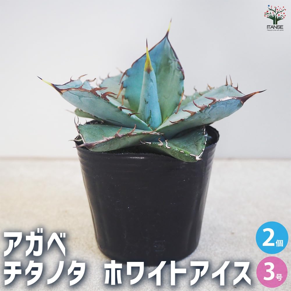Amazon｜ITANSE アガベ チタノタ ホワイトアイス 3号 2個セット