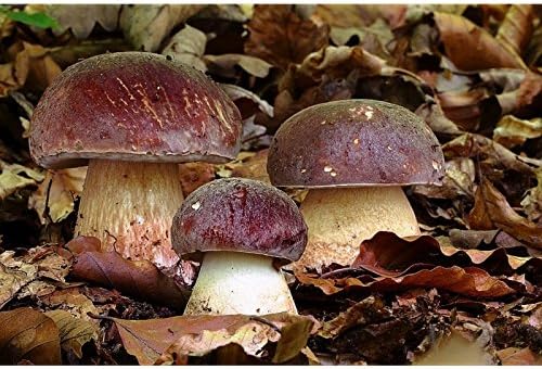 White Mushroom King Pine Bolete Mushroom (Boletus pinophilus) Mycelium Spawn Dried Seeds (25g) by Garden Pleasure