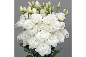 Lisianthus Seeds Mixed: Grow Stunning Blooms with White Sapphire Double Flowers