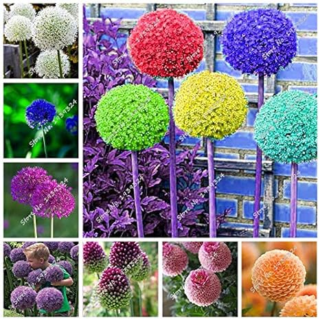 Amazon 混合 100個レインボージャイアントネギ美しいタマネギの花の種植物多年生の花庭の発芽率95 フローレスパラ新 花 Amazon 混合 100個レインボージャイアントネギ美しいタマネギの花の種植物多年生の花庭の発芽率95 フローレスパラ新 花