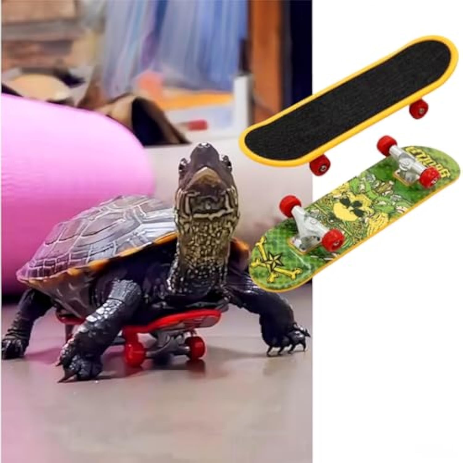 Amazon.com: MANON ROSA Real Turtle Pet Toy Mini Skateboard Scooter ...