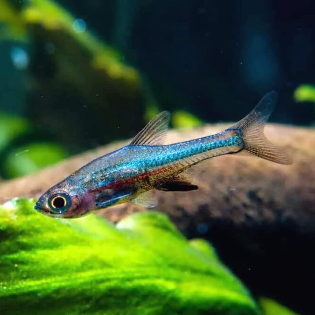 Blue Neon Rasbora (Pack of 6 Fish) - Aquarium Exotic Freshwater Live Fish