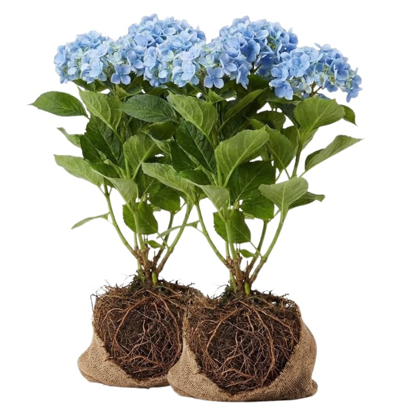 2 Blue Hydrangea Live Plants for Planting | 12-24 Rooted Cuttings | Cold-Hardy Macrophylla Flowering Shrub | Dormant Plant