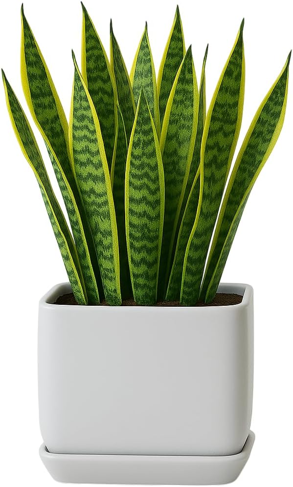Ceramic Cube Plant Pot with Drainage and Saucer  Modern Decorative Planter for Home or Office (Matte White, 7.0" D x 6.5" H -Single Pot)