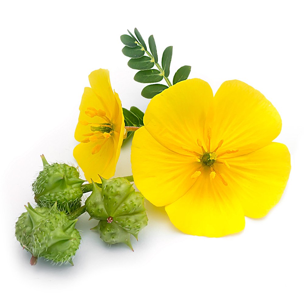 Greenfood Tribulus Terrestris, 500 mg, 120 gélules, dose élevée - Sans additifs. Sans génie génétique. Vegan.