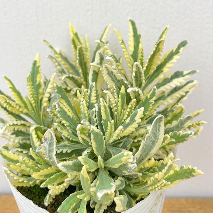 Amazon.co.jp: ラベンダー 苗 メルロー 斑入り アラルディ 9cm