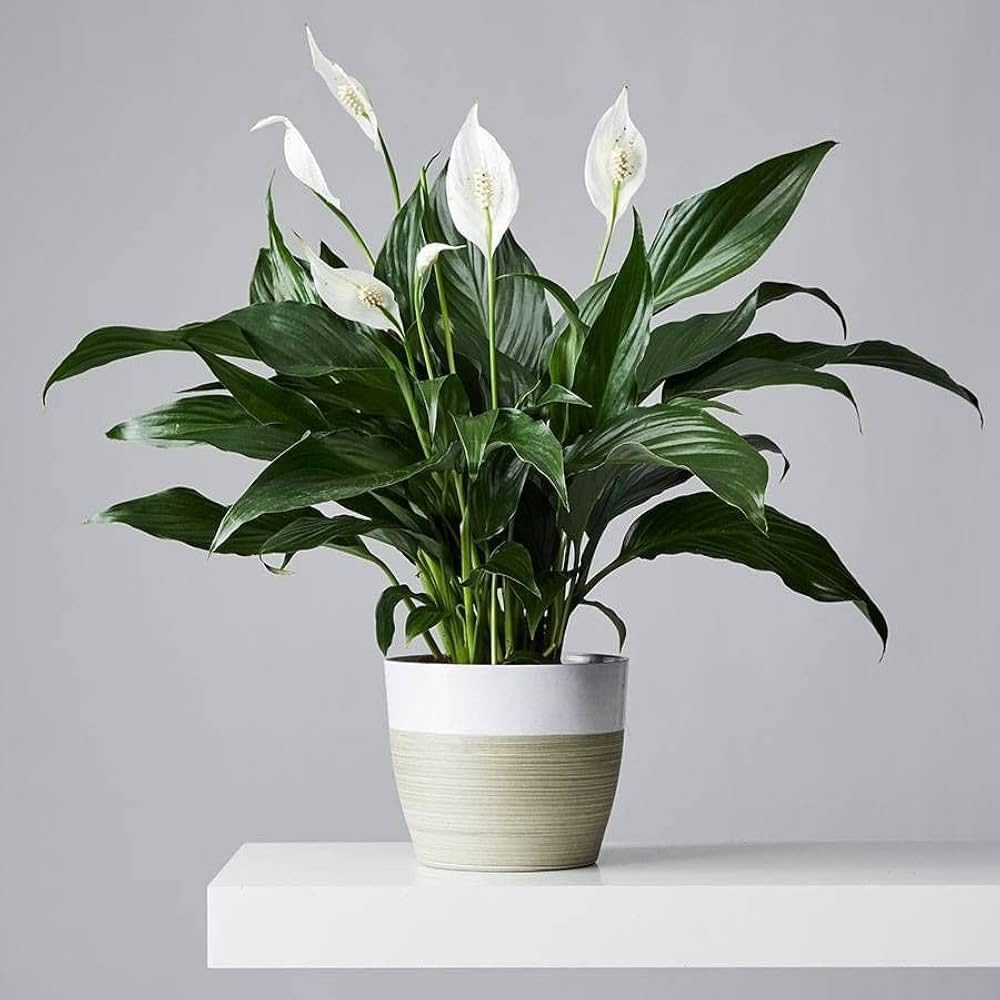 Delorea Indoor Live Plant From Kerala- Rare" Peace Lily" Spathiphyllum pack of 1 (B0DFQB97ZX) Amazon Price History, Amazon Price Tracker