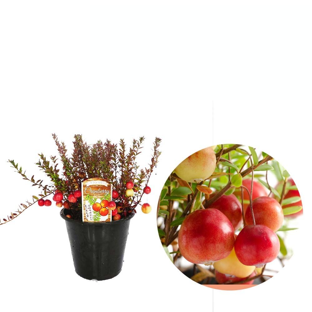 Amazon | クランベリー 苗 苗木 10.5cmポット 【 3株 】 樹高約10cm