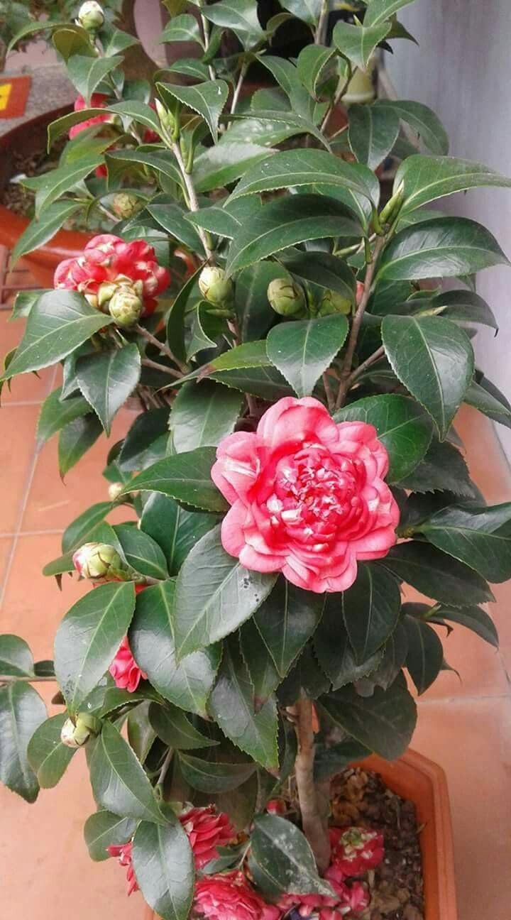 Greenery Nursery Japanese Camellia Flower Plant || Camellia Flower Plant Rare Japanese Varity Hight (1 To1.5Ft) Tree & Plant (B0CGVZH563) Amazon Price History, Amazon Price Tracker