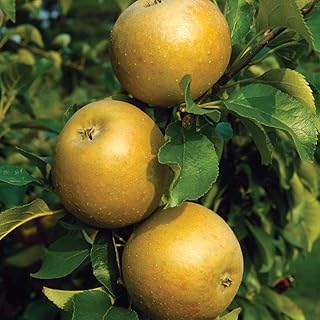 Thompson & Morgan Hardy Apple Fruit Tree ‘Egremont Russet’ Variety, Bare Root Plant, Highly Attractive to Pollinators, High Yielding Ideal for Kitchen Gardens, Allotments, Patio and Containers