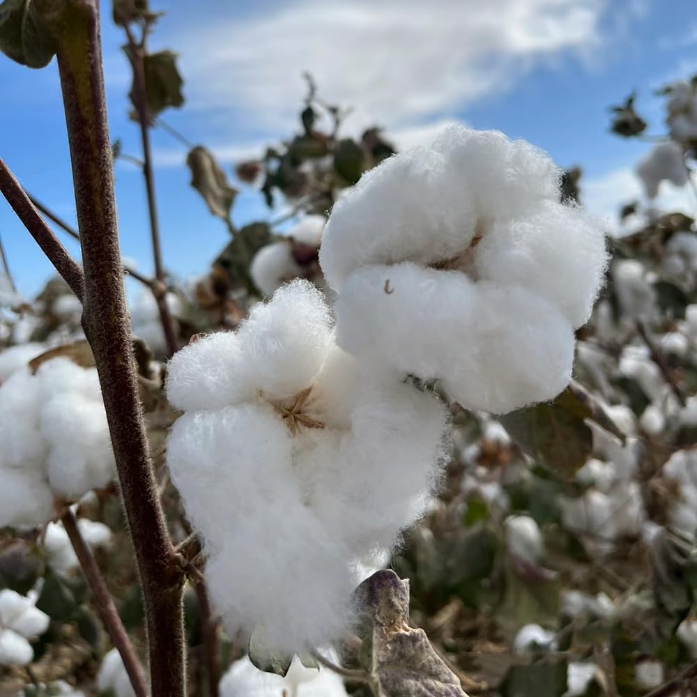 Semi Di Cotone 50 Pezzi - Piante Rare Per Decorazione Interna Ed Esterna - Foto 9