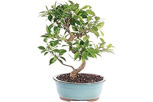 Brussels Live Golden Gate Ficus Indoor Bonsai Tree