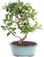 Vista 13 de Brussel's Bonsai - Árbol bonsái para interiores, M