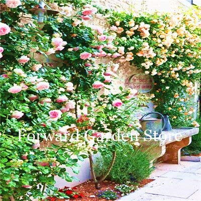 35Pcs Rainbow Climbing Rose Seeds Rose Flower Home Garden Perennial Exotic Seeds Rose Flower Vary Colors Selection : 18 (B082XHL2QY) Amazon Price History, Amazon Price Tracker