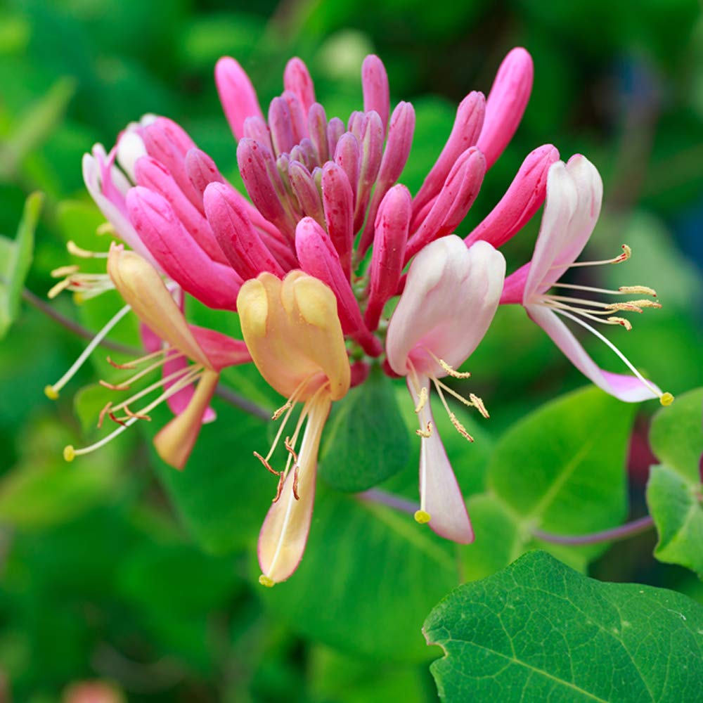 Thompson & Morgan Hardy Perennial Climber Honeysuckle ‘Serotina’ Flowering Shrub, Potted Garden Plants Ideal for Cottage Gardens, Patio and Containers (3 x 3 Litre Pot)