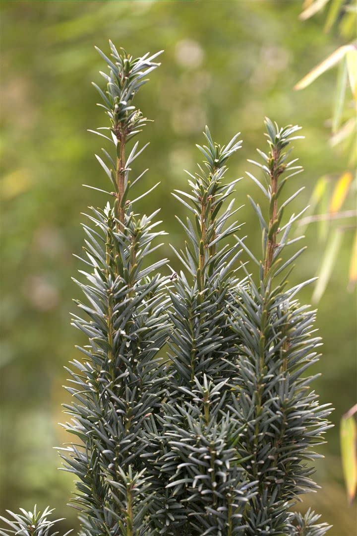 Säuleneibe Taxus baccata Fastigiata Robusta 100-120 cm immergrün