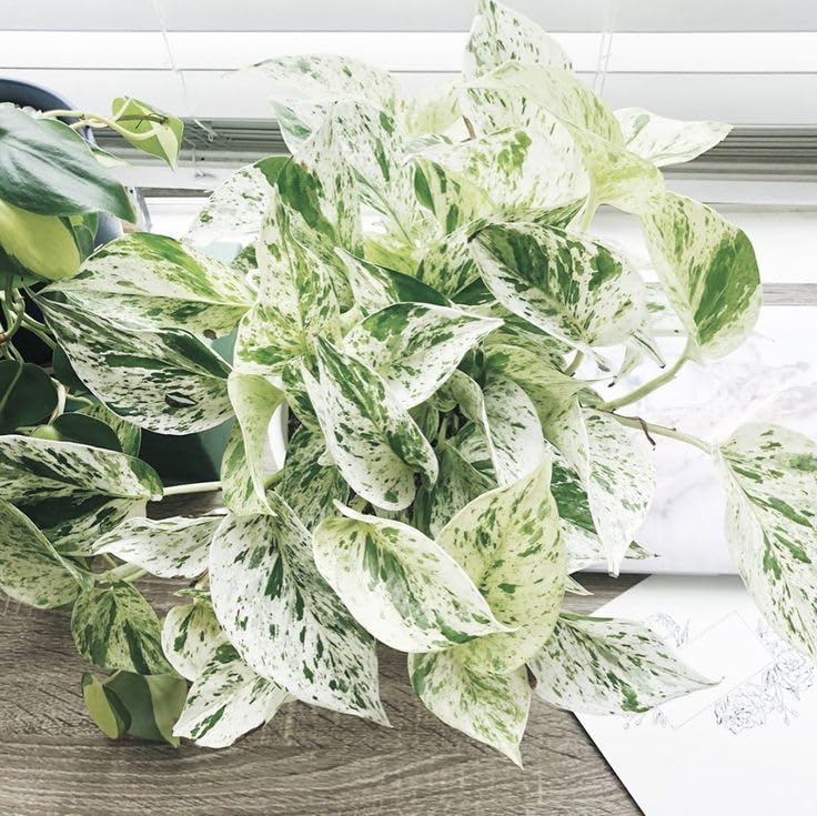 LittleJungle Pothos Marble - Live Plant with 5.5 Inches White Dec...