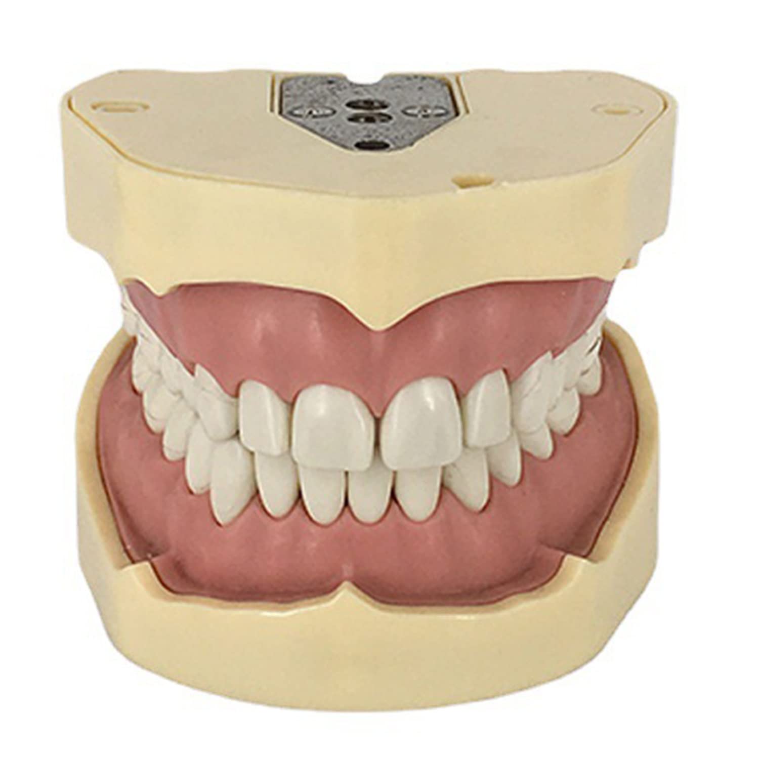 Modelo de Dientes, con Modelo de 28 Dientes Totalmente extraíbles, para la enseñanza, la práctica y el Estudio de la odontología