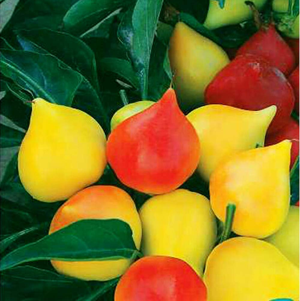 50pcs Pepper Seeds Annual Heirloom Healthy Vegetables Upright Growth Rare Garden Varieties Exotic Mood Decoration Efficient Planting in Your Own Garden