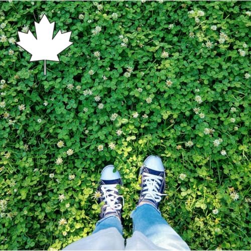 Oh! Canada Seeds White Clover Seeds, Pollinator Friendly Lawn Alternative, Ground Cover, White Flower Seeds