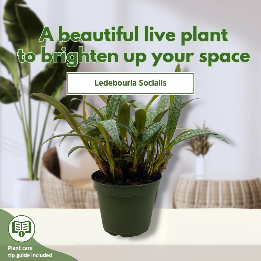 BubbleBlooms Silver Squill Leopard Plant, Ledebouria socialis, 4 inch