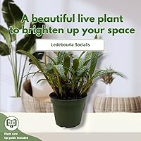 Vista 3 de BubbleBlooms Planta de leopardo Squill de plata, Ledebouria socialis, 4 pulgadas