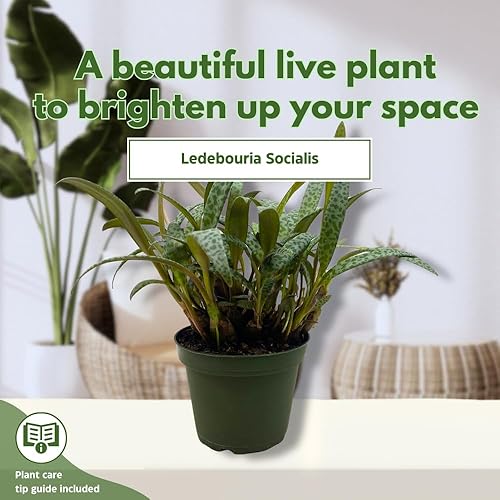 Miniatura 3 de BubbleBlooms Planta de leopardo Squill de plata, Ledebouria socialis, 4 pulgadas