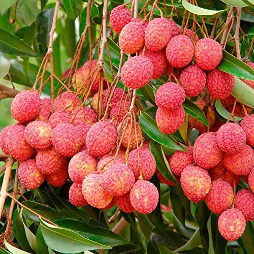 IndianAgro Live Litchi,Lychee (Litchi chinensis) 1 healthy fruit plant