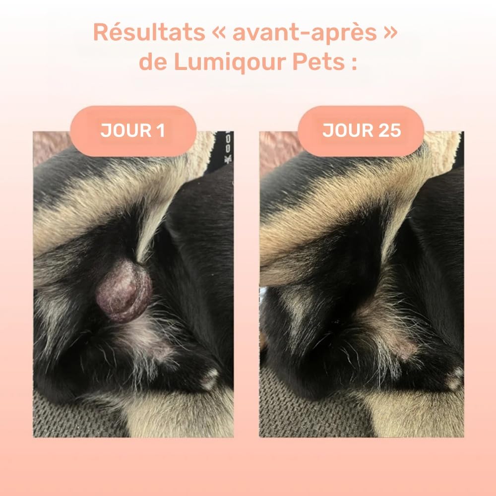 Orealift Complément Alimentaire pour Chiens Turkey Tail avec probiotiques, Soutien digestif et immunitaire, Formule élaborée par vétérinaires