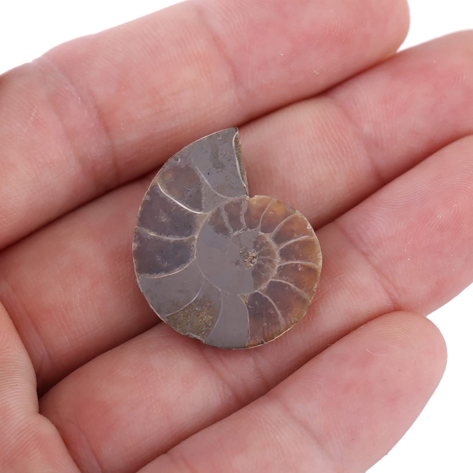 V VERVOX Ammonite Fossil Pair in Bamboo Gift Box Ammonite Fossil Specimen Madagascar