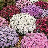 Astern Kollektion - 10 Pflanzen - Stauden Mehrjährig Winterhart - Echte Pflanze aus Holland - für Garten (keine Samen, keine Zwiebeln und nicht künstlich) - weiß-rot-rosa-violett