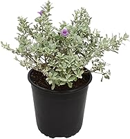 Silverado Texas Sage Shrub in 1 Gallon Pot - Drought Tolerant Live Plant for Hedges, Landscaping & Porch Decor by PlantsforPets