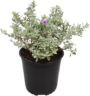 Silverado Texas Sage Shrub in 1 Gallon Pot - Drought Tolerant Live Plant for Hedges, Landscaping & Porch Decor by PlantsforPets