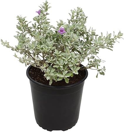 1G Silverado Sage Plant, Shrubs Live in Planters for Outdoor