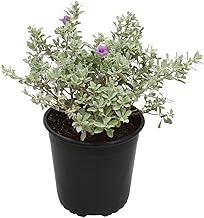1G Silverado Sage Plant, Shrubs Live in Planters for Outdoor Plants Live...