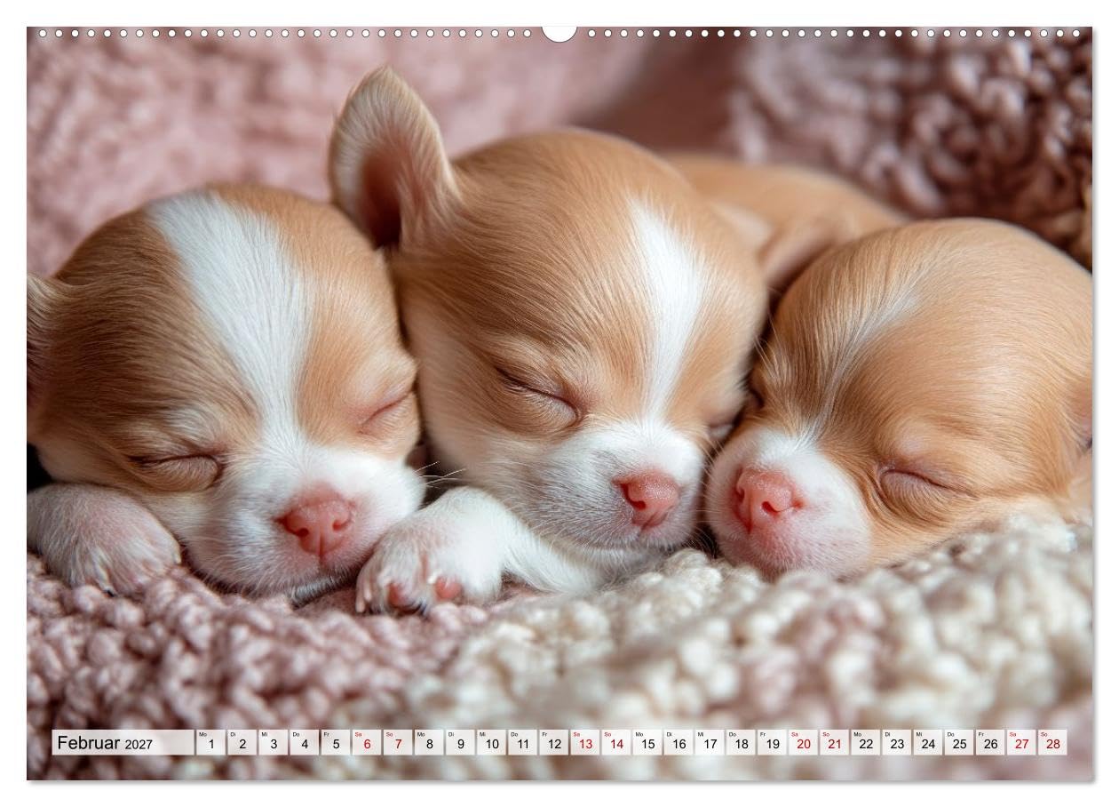 Niedliche Chihuahuas (hochwertiger Premium Wandkalender 2027 DIN A2 quer), Kunstdruck in Hochglanz: Alltagsabenteuer kleiner Helden (CALVENDO Tiere)