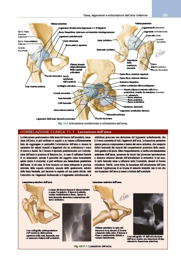 Netter's. Sistema muscoloscheletrico. Anatomia clinica