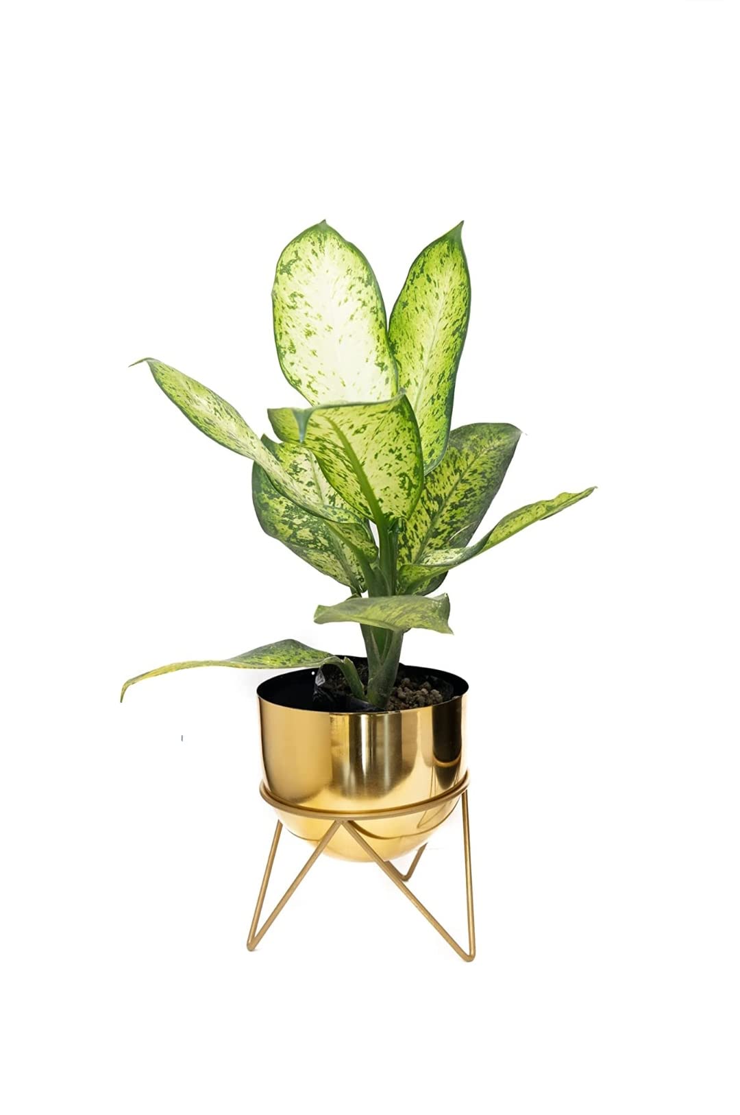Neumark Modern Plant Stands Indoor Outdoor Decoration Potted with Pot Flower Pot Indoor Home Balcony Decoration Storage Shelf Living Room with Pot (Golden) (B08173SCFY) Amazon Price History, Amazon Price Tracker