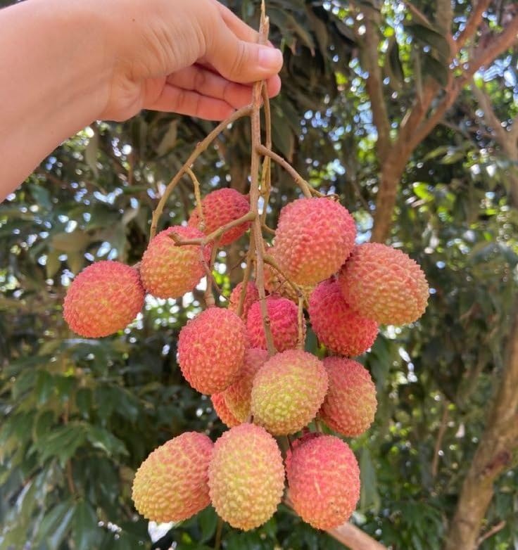 Image of Shahi Litchi Hybrid Live Plant | Dwarf Air Layered Variety | Rare Tropical Lychee Tree for Garden | Sweet All Season Fruit | 2-3 Ft Tall Sapling | Bears Fruit in 1-2 Years | 1 Healthy Plant