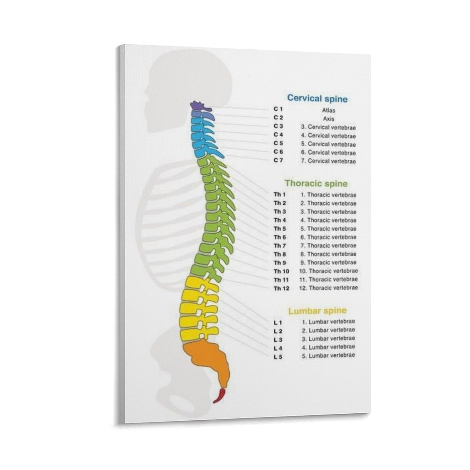 SXDMOUBK Human Spine Structure Diagram Poster Decorative Painting Canvas Wall Posters And Art Picture Print Modern Family Bedroom Decor 20x30inch(50x75cm)