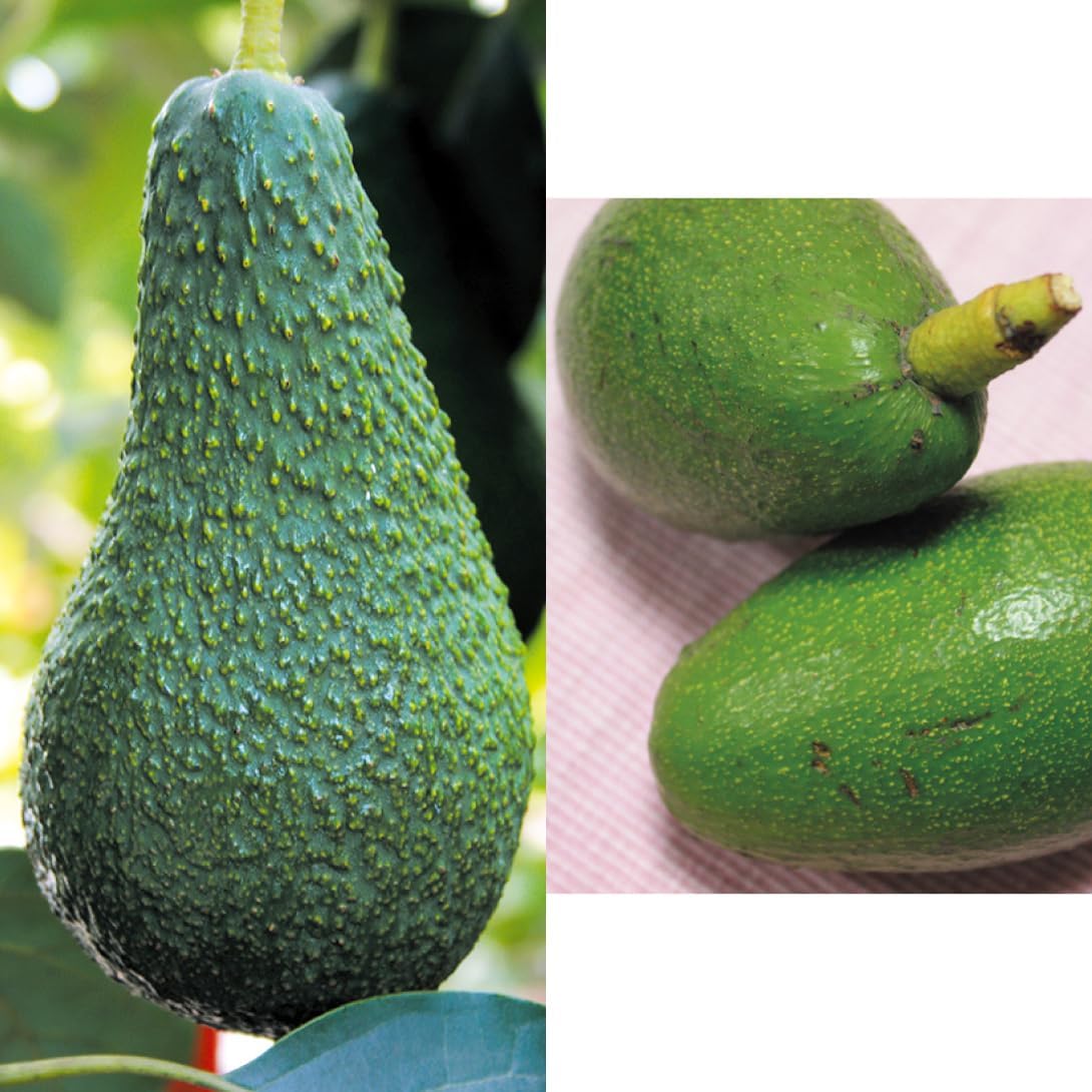 果樹苗 アボカド 寒さに強いアボカドBセット 2種2株 フェルテ種