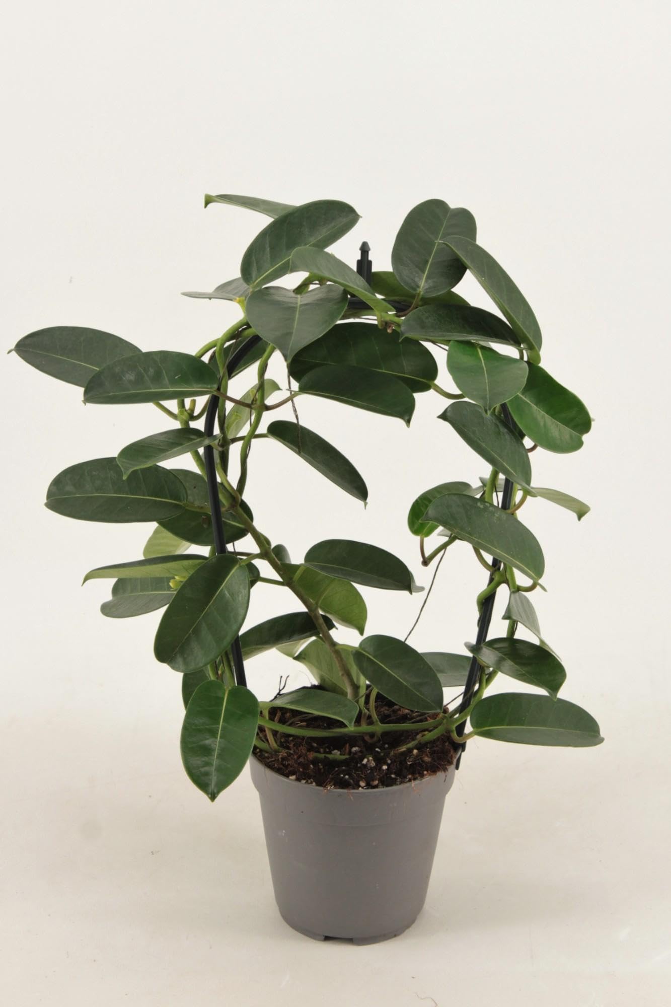 orange zimmerpflanze Korbmarante Calathea Crocata Zimmerpflanze 14cm 45cm kaufen