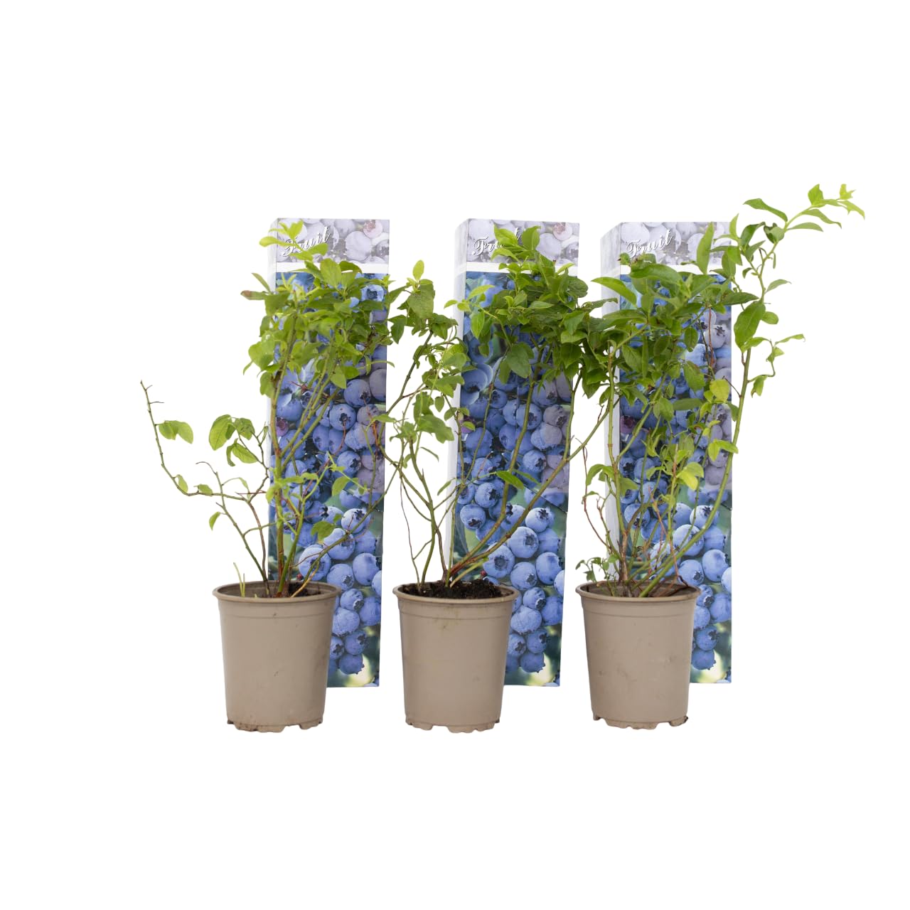 Plant in a Box - Myrtille - Set de 6 - Vaccinium corymbosum - Airelle à gros fruits - Pot 9cm - Hauteur 25-40cm